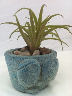 Pouting Peter Garden Statue With Air Plant