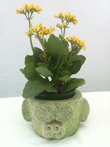 Banana Dan Flower Pot