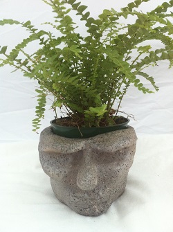 Cool Head Luke Garden Statue With Fern