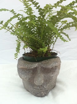  Cool Head Luke Garden Statue With Fern