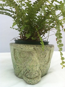 Papa Ganoosh Garden Statue with fern